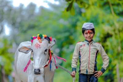 Pola 2023: Wishes, WhatsApp Messages, Quotes and Greetings to Share on Bail Pola