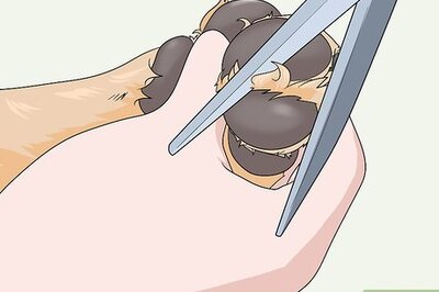 How to Cut Dog Paw Hair