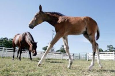 German horse doped at Olympics
