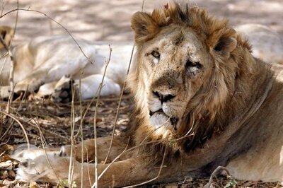 Asiatic Lion Dies of Covid-19 in Tamil Nadu Zoo, Second Fatality This Month