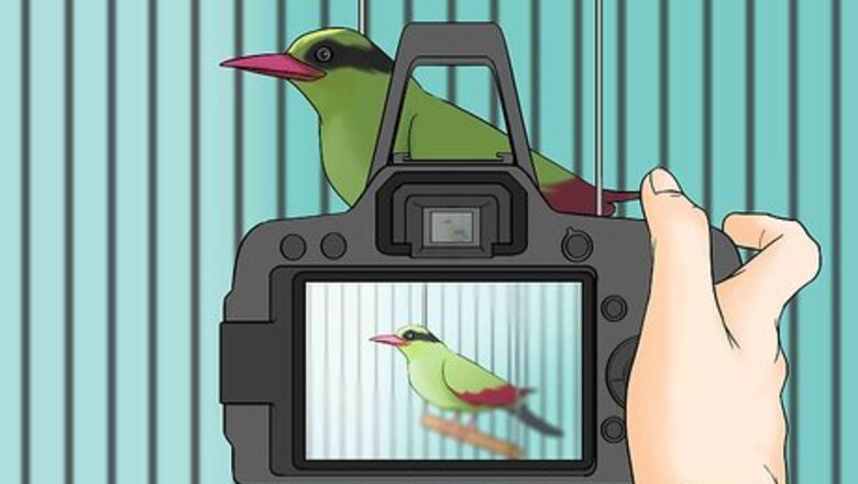 How to Sell Your Bird