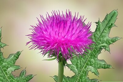 How to Root Out Thistles