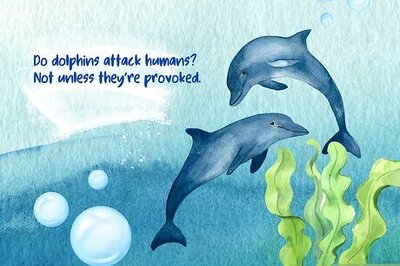 Exploring the Dark Side of Dolphins (Plus, Fun Facts)