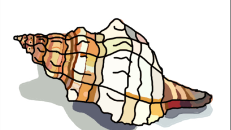 How to Draw a Conch Shell