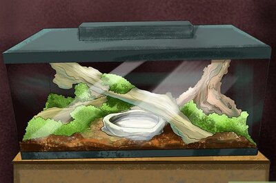 How to Take Care of a Five Lined Skink