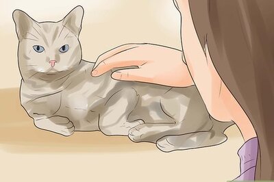 How to Know if Your Cat Is Dying