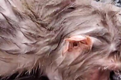 In Viral Video, Ghaziabad Residents Save A Monkey Who Fell From Tree Due To Heat