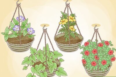How to Hang Plants