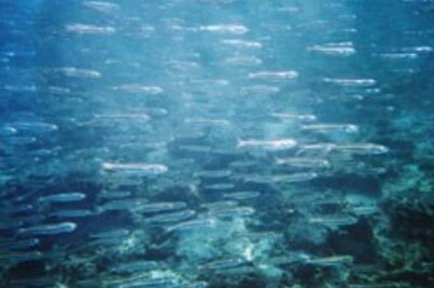 Nothing fishy about improving karma