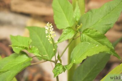 How to Preserve Leaves in Wax Paper