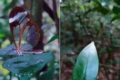 Watch: This Butterfly Species With Transparent Glass-like Wings Stuns Internet