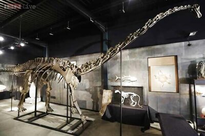 Rare diplodocus dinosaur sells for $650,000 at British auction