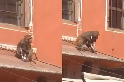 Viral Video: Monkey Taking Away Puppy in Jaipur Market Has Desi Twitter Wondering 'Second Gangwar?'