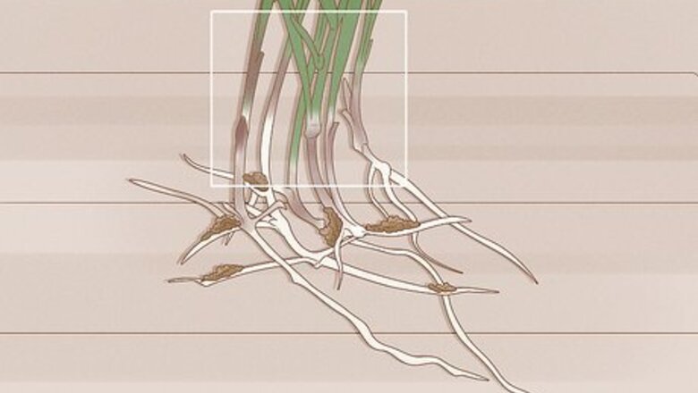 How to Identify Sweetgrass