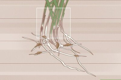 How to Identify Sweetgrass
