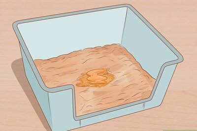 How to Treat Diarrhea in Ferrets