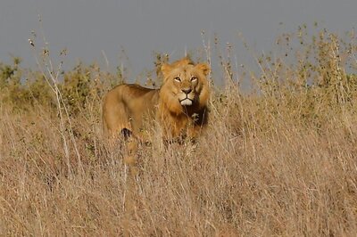 After Spending Over Rs 14 Crore in Translocating Villagers, MP Seeks Centre's Help to Get Lions from Gujarat