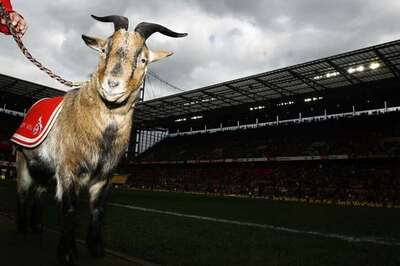 Cologne's Long-serving Club Mascot Hennes the Goat Retires