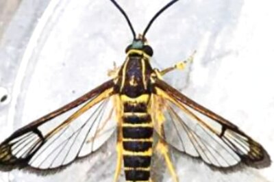 Rare Moths From Guyana Accidentally Discovered In Wales After Hitchhiking in In Photographer’s Bag