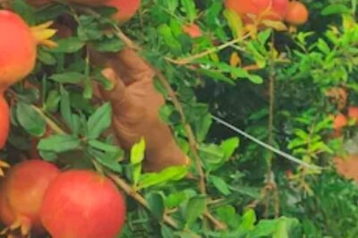 Karnataka Man Invests Rs 20 Lakh In Pomegranate Farming, Earns Rs 95 Lakh