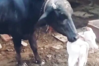 In Rajasthan's Karauli, Black Buffalo Gives Birth To A White Calf