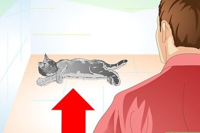 How to Care for Your Cat After Neutering or Spaying