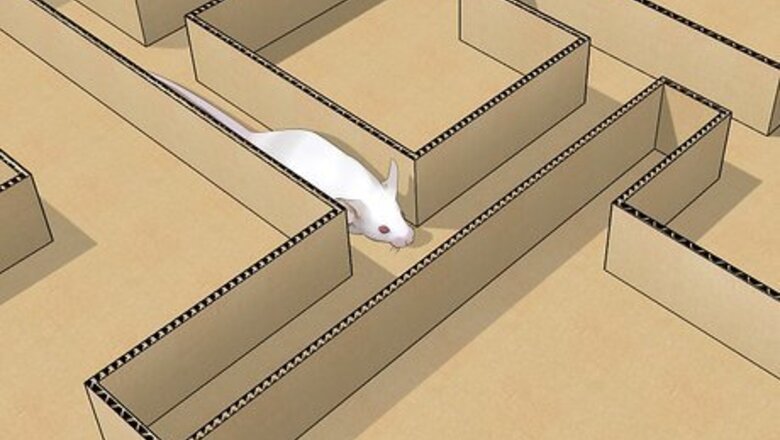 How to Build a Mouse Maze