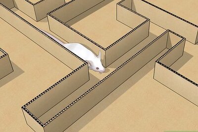 How to Build a Mouse Maze