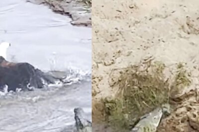 Eagle Snatches Prey From Crocodile's Jaws But Reptile Refuses To Let Go