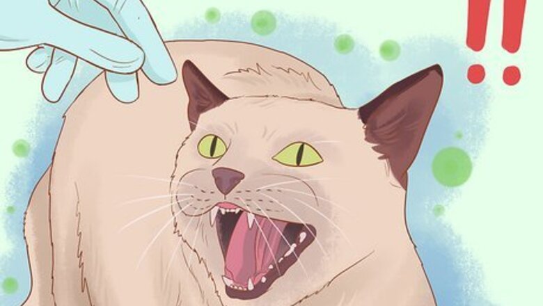How to Diagnose and Treat Ear Infections in Cats