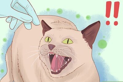 How to Diagnose and Treat Ear Infections in Cats