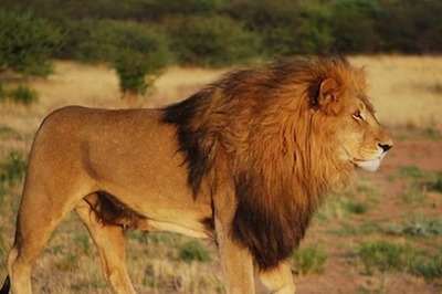 VHP Moves Court Over Lioness 'Sita' Housed With Lion 'Akbar' at Bengal Safari, Alleges Blasphemy