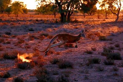 Kangaroo Dies in Chinese Zoo After Visitors Throw Bricks to Make it Hop