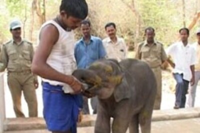 Baby elephant enters studio in Orissa