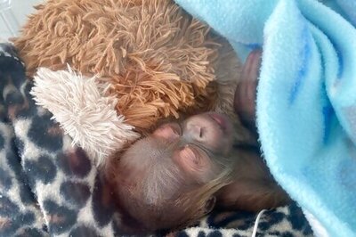 Endangered Orangutan In New Orleans Has 1 Healthy Baby