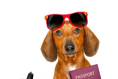 Tips To Keep In Mind While Moving With Your Pets Abroad