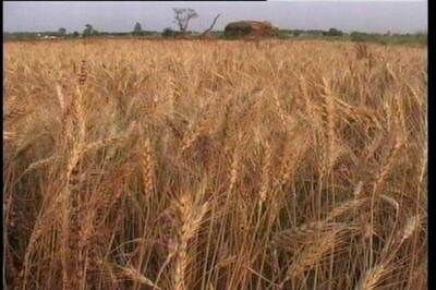 UP foodgrain scam to come under ED scanner