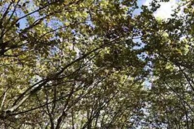 'Sanjeevan Udyan': 35-acre Urban Forest to be Developed as 'Oxygen Park' in Pune