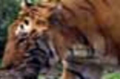 Tigress roams free in zoo after cage wall collapses