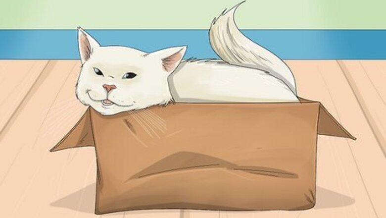 9 Scientific Reasons a Cardboard Box Is a Cat's Best Friend
