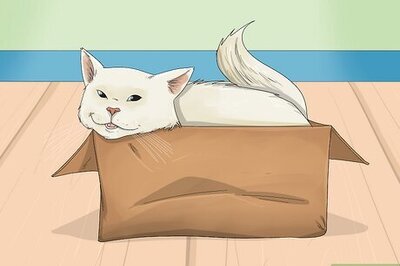 9 Scientific Reasons a Cardboard Box Is a Cat's Best Friend