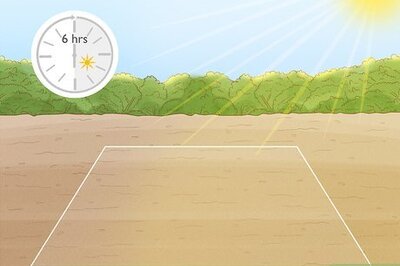 How to Plant Leyland Cypress