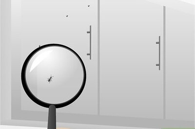 How to Get Rid of Ants in the Kitchen