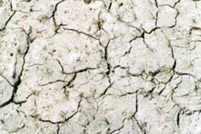 Women strip and plough for rain