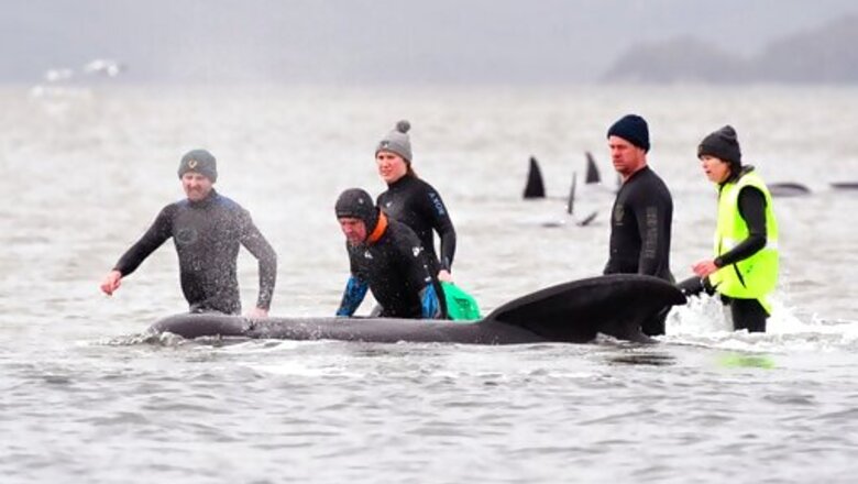 Almost 500 Pilot Whales Stranded On Australian Island State