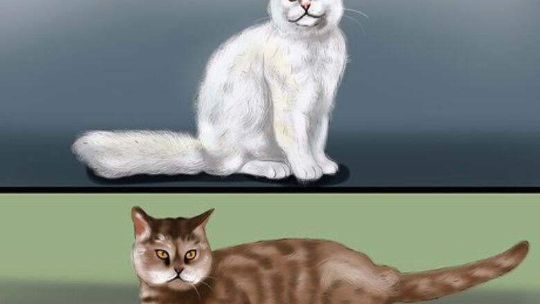 How to Identify a Selkirk Rex