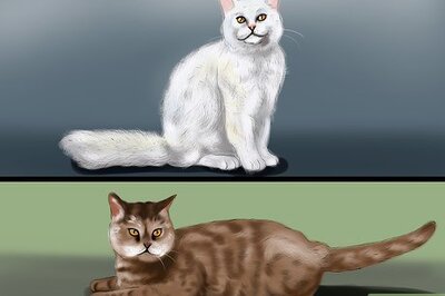 How to Identify a Selkirk Rex