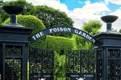 This UK Garden Houses One Of The Most Venomous Plants In The World