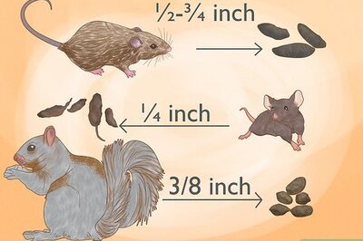 How to Catch a Rodent in Your House