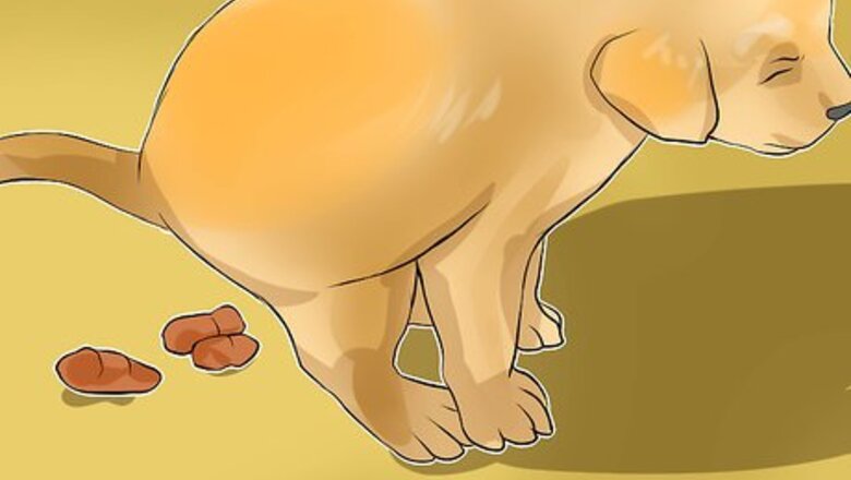 How to Diagnose Canine Coronavirus